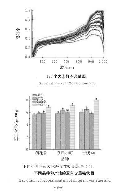 大米-2.png